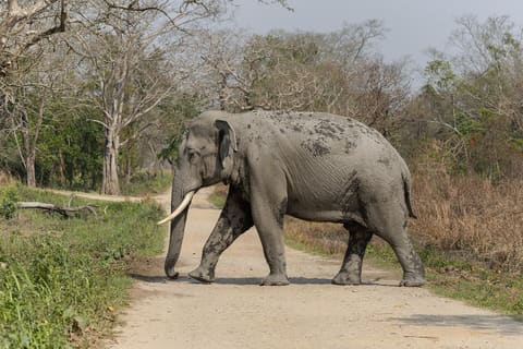 Asian elephant crossing a track