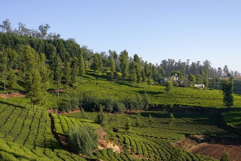 Tea gardens in Ooty