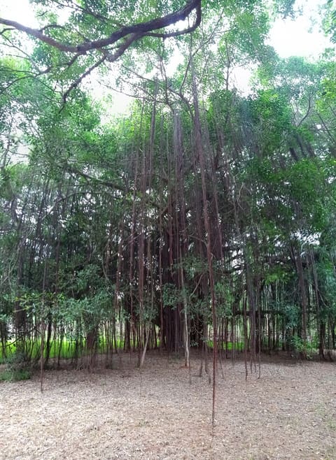 Banyan tree at Gaia, Auroville