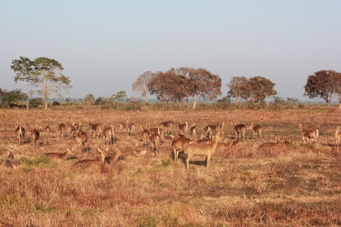 Herd of swamp deer