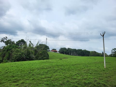 Top Slip forest