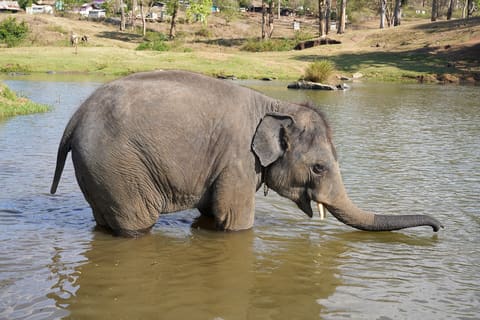 Camp elephant bathing in the Moyar river