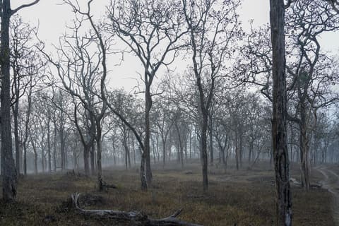 Teak forest in mist, Theppakadu