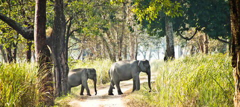 Elephant herd with a calf