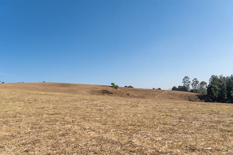 Wenlock Downs grassland, Nilgiris