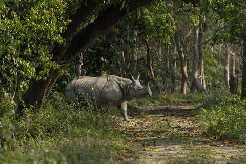 Rhinoceros on a forest track