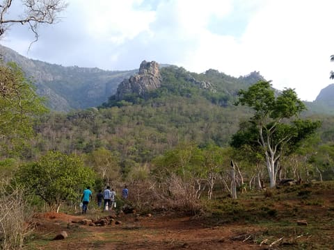 Trekking in Masinagudi forests