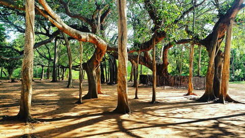 Old banyan tree at the centre of Auroville