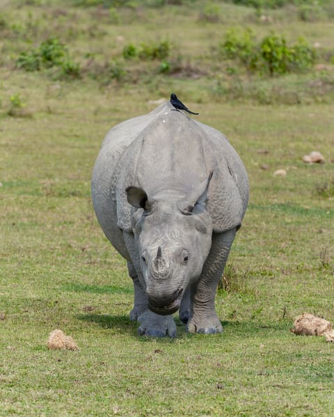 Rhinoceros with a bird on its back
