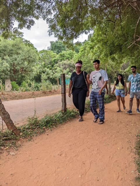 Tree-lined path in Auroville