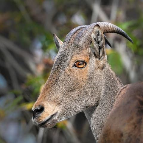 Female Nilgiri tahr, Valparai