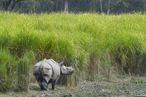 Rhinoceros beside elephant grass