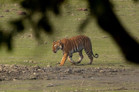 Bengal tiger walking