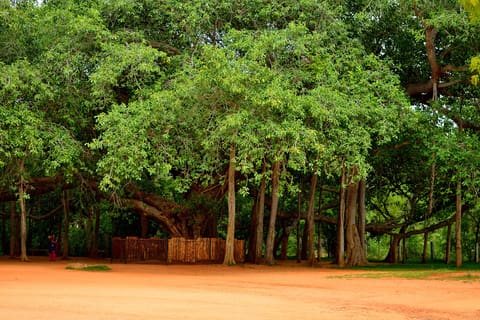 Banyan tree in Auroville botanical garden