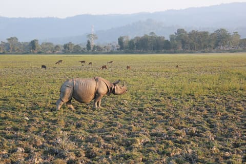 Rhinoceros and swamp deer in grassland