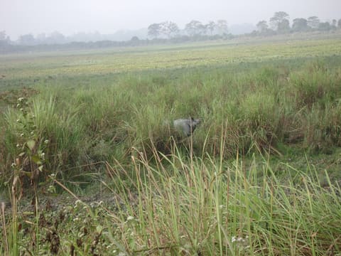 Kaziranga grassland