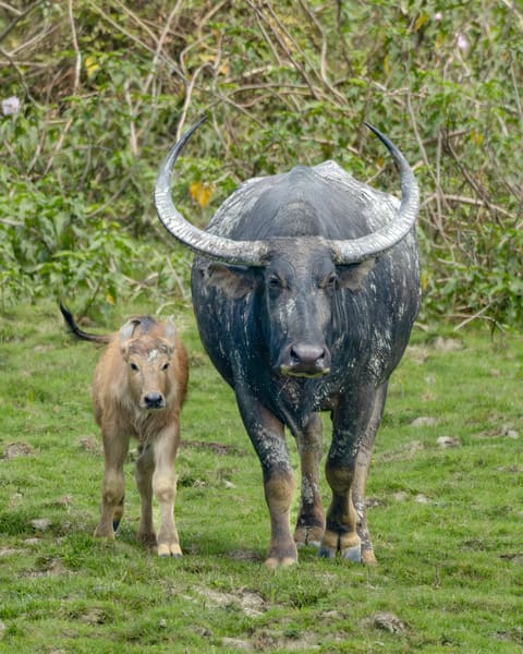 Wild water buffalo with calf