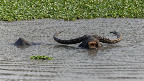 Wild water buffalo in water