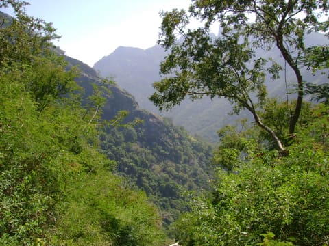 Kolli Hills forest