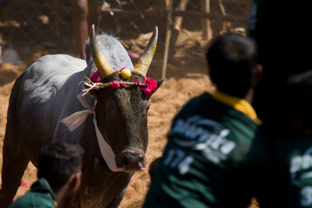 Jallikattu man versus bull game