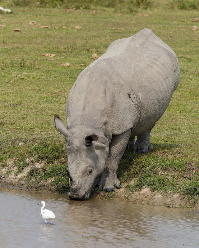 Indian rhinoceros drinking water in Kaziranga