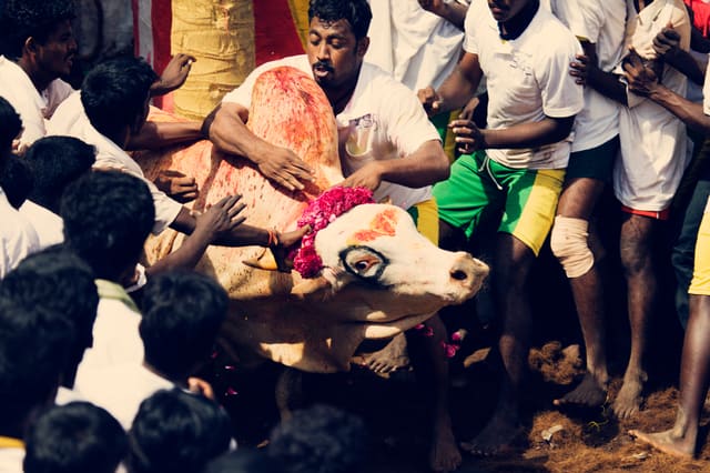 Man Versus Bull - The Jallikattu Sport Series , Explored - Flickr - VinothChandar