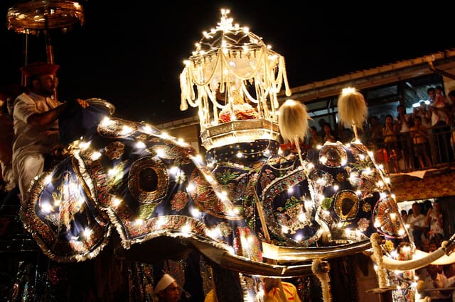 Elephants of Kandy Esala Perahera (2)