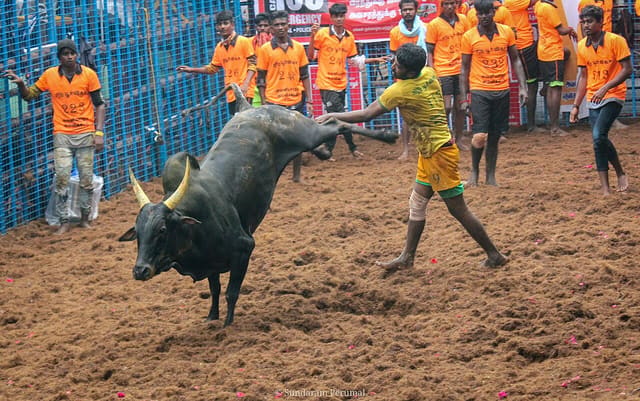 Avaniyapuram Jallikattu 06
