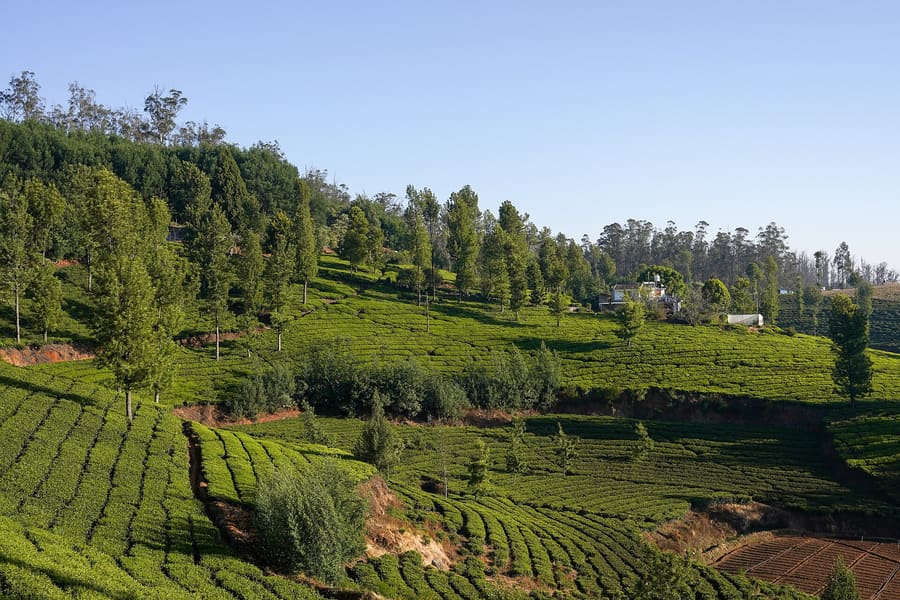Tea gardens in Ooty