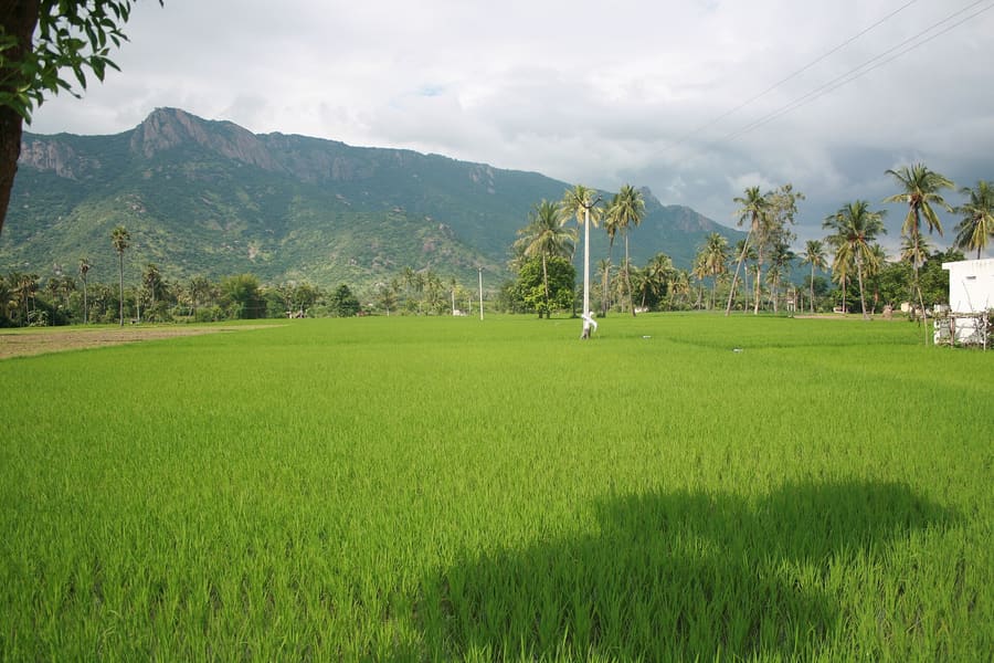 Paddy fields in the Jawadhu Hills near Polur