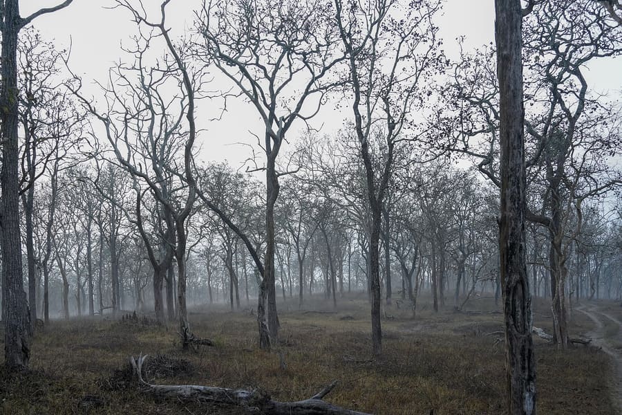 Teak forest in mist, Theppakadu