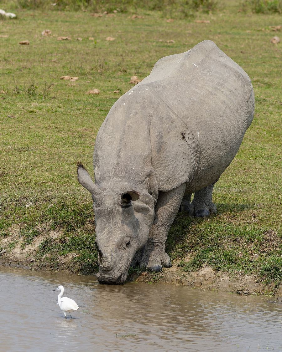 Indian rhinoceros drinking water in Kaziranga