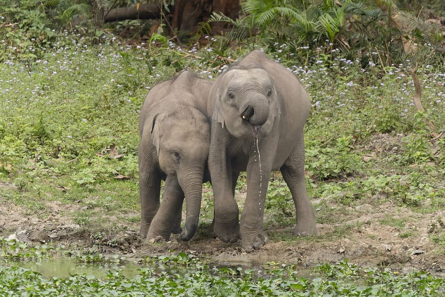Young Asian elephants in Kaziranga