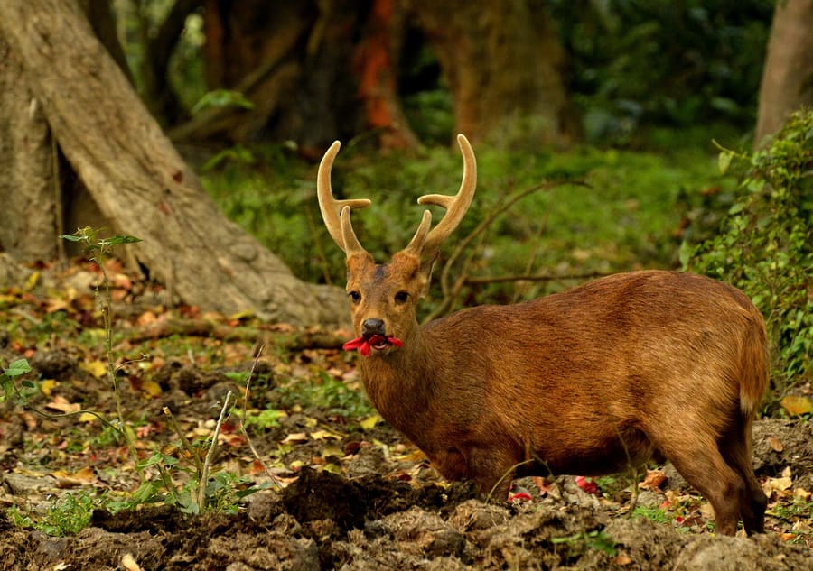 Eastern swamp deer stag