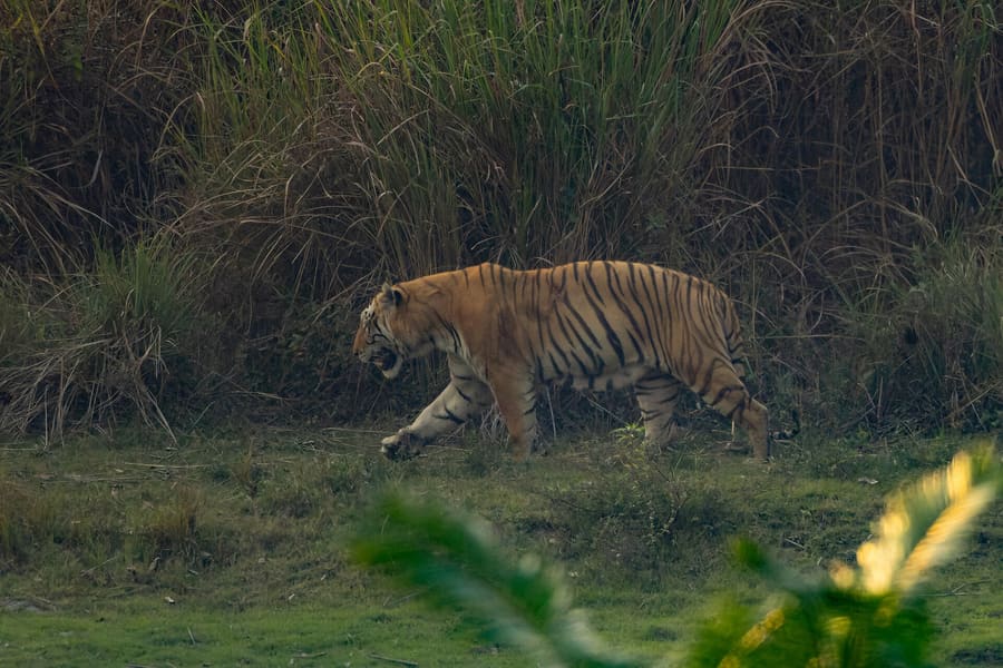 Bengal tiger in tall grass, Kaziranga