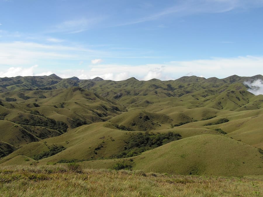 Montane shola forests and grasslands in the Nilgiris