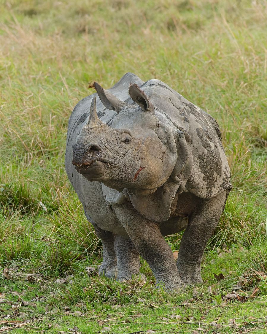 One-horned rhinoceros in Kaziranga grassland