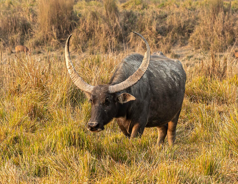 Wild water buffalo in dry grassland