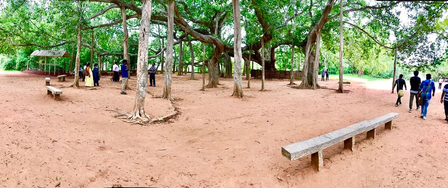 Huge banyan tree in Auroville